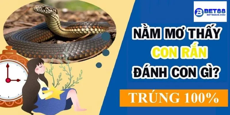Mỗi giấc mơ thấy rắn cắn đều có con số riêng