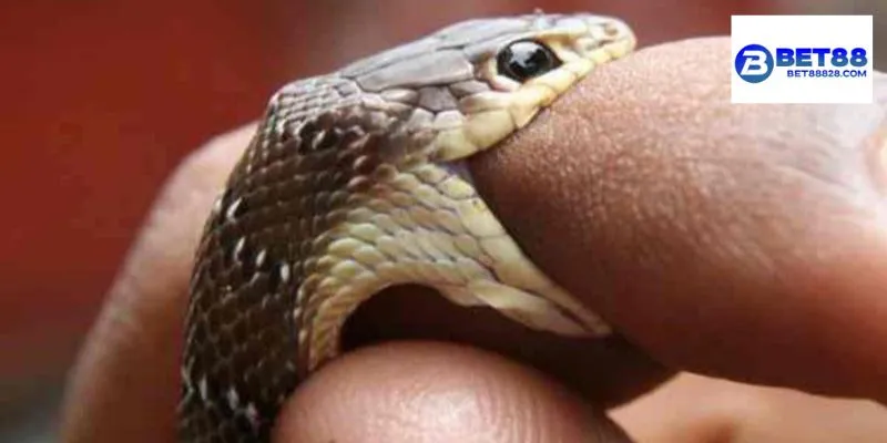 Giấc mộng hình thành từ nhiều nguyên nhân